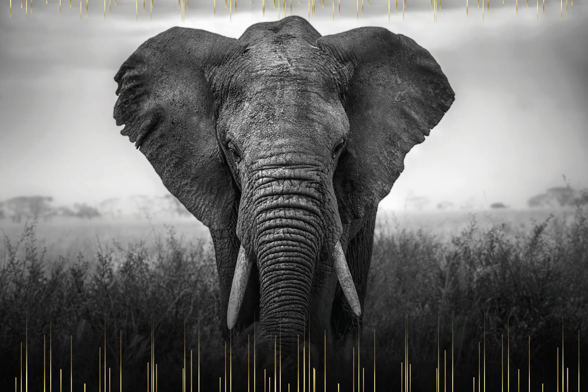 An elephant standing in tall grass under a misty sky
